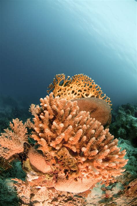 Coral Reef Ras Mohammed National Park, Red Sea, Sinai, Egypt, | Ocean plants, Coral reef ...