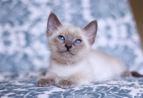 Siamese Cats For Sale | Nashville, TN #206595 | Petzlover