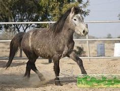 Zaniskari Pony | India's Zaniskari Pony | All horse breeds, Pony, Horse ...