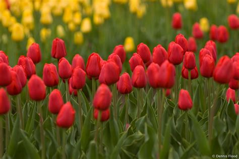 Red and Yellow Tulips | Dennis Flood Photography