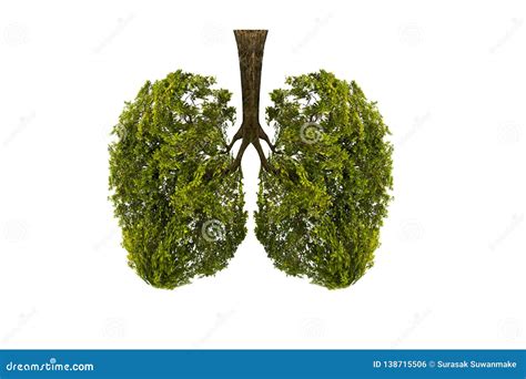 Lung Green Tree-shaped Images, Medical Concepts, Autopsy, 3D Display And Animals As An Element ...