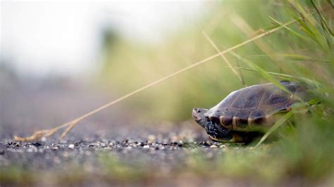 NJDEP| Fish & Wildlife | Great Bay Boulevard WMA Terrapin Habitat Project