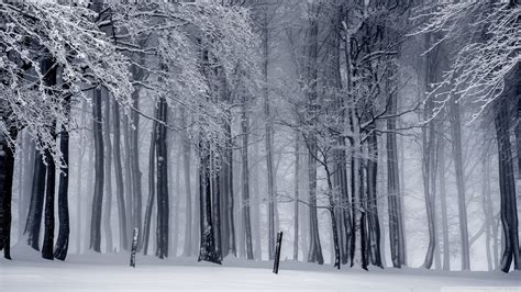 Snowy Forest Wallpaper (70+ pictures) - WallpaperSet