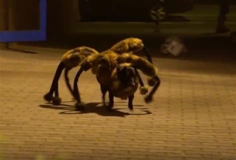 (Video) Using His Dressed Up Mutant Spider Dog, This Owner Freaks People Out During Halloween ...