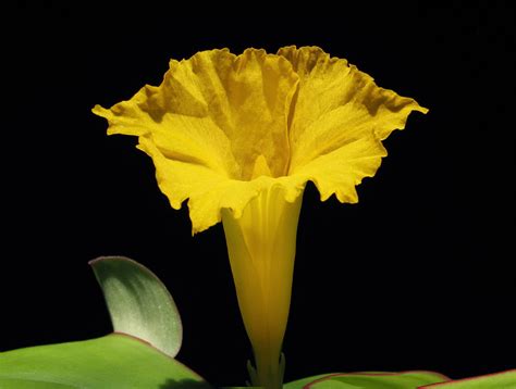 Costus spectabilis - TROPICAL LOOKING PLANTS - Other Than Palms - PalmTalk