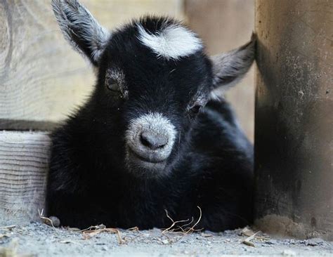 Animals of the world: Pygmy goat