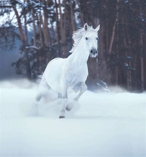 Snow white horse running — Stock Photo © mari_art #251535470