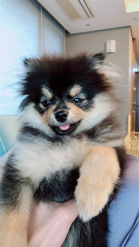 V and Yeontan ️ [BTS Trans Tweet] 짜식 좀 귀엽네 / This kids quite cute #BTS #방탄소년단 | Supersüßer welpe ...