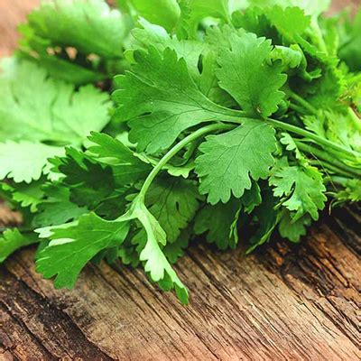 PARSLEY | HERBS LAND