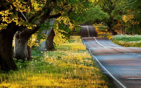 Summer landscape, road, trees, grass, sunshine Wallpaper | 1920x1200 resolution wallpaper ...