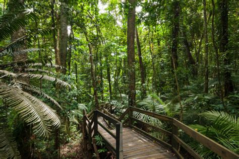 4 Incredible Rainforest Walks Near Cairns | Fitzroy Island