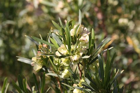 Dodonaea viscosa (Hop Bush) - Mountain States Wholesale Nursery