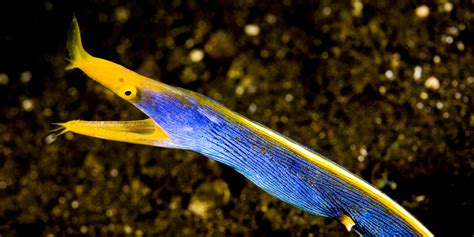 Marine Species: Moray Eels • Scuba Diver Life