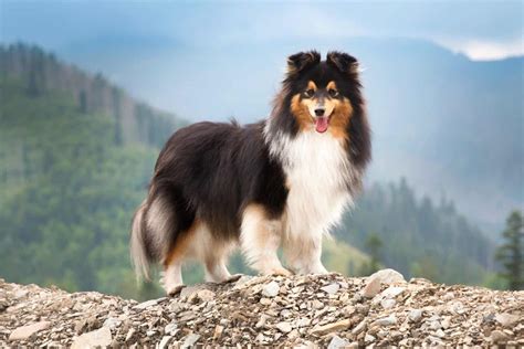 Shetland Sheepdog Mixes: 31 Cute Sheltie Hybrid Dogs