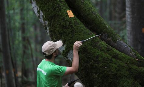 Global warming: Scientists develop 'sci-fi' forest in UK to track ...