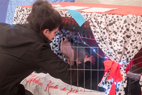 Cat Show at Southwest Washington Fairgrounds Hosts No. 1 Cat in the World | The Daily Chronicle