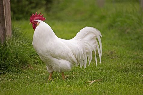 White Leghorn Chicken Breed Guide