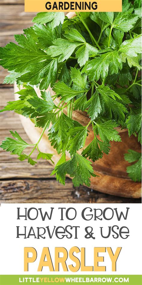 Parsley Plant: How To Grow, Harvest & Use Them