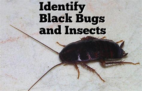 Black Bug and Insect Identification (With Photos) - Owlcation