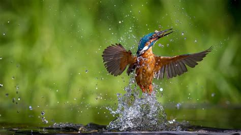 Fondos de pantalla : aves, Animales, naturaleza, gotas de agua, verde ...