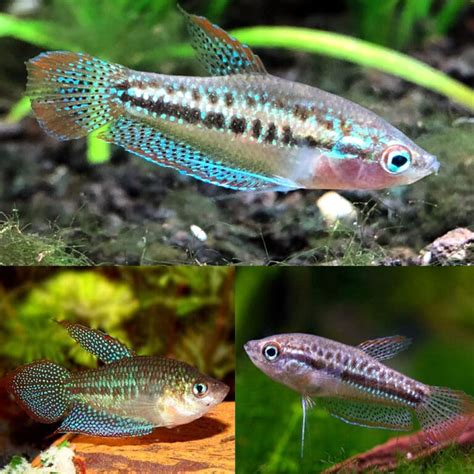 Aquarium Central -Gourami - Sparkling Pygmy Gourami 2cm - Aquarium Central