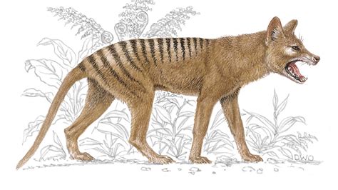 Lack Of Genetic Diversity May Have Doomed Tasmanian Tiger, Scientists ...