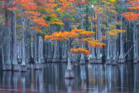 Cypress Tree Reflections in Georgia Cypress Swamp Print | Photos by ...