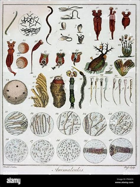 N/A. English: 'Animalcules' observed by Anton van Leeuwenhoek, c1795. 1795. Anton van ...