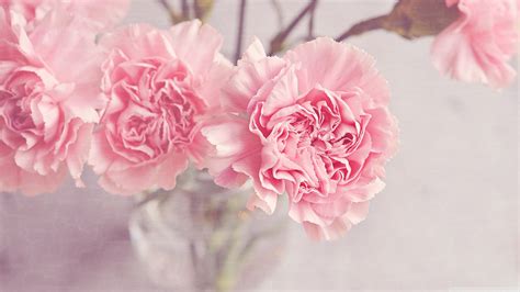 Light Pink Carnations Flowers in a Vase Ultra HD Desktop Background ...