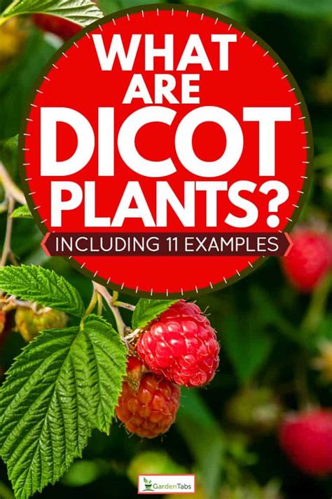 What Are Dicot Plants? [Inc. 11 Examples]