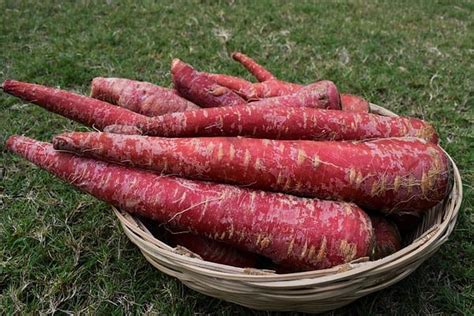 6 Different Colors Of Carrots (Rarest to Most Common) - A-Z Animals