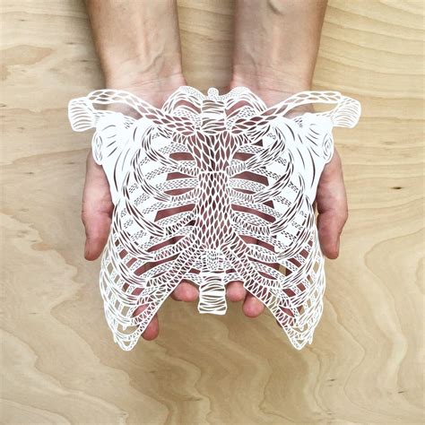 Hand-Cut Paper Anatomy by Ali Harrison — Colossal