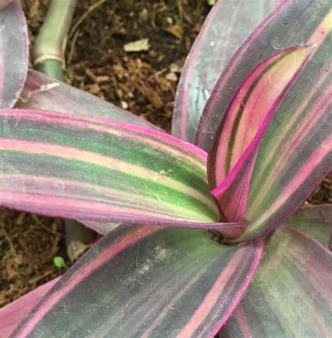 Tradescantia pallida variegata ‘Pink Stripes’ | Piante