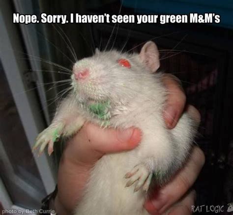 Pin by ViCkiE on Funnies | Rats, Funny rats, Cute rats