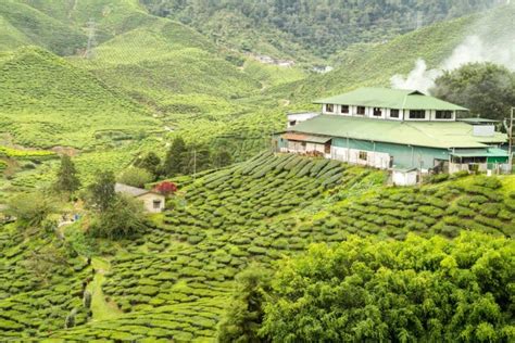 Assam-Tea-Garden-india | Taiwan teas