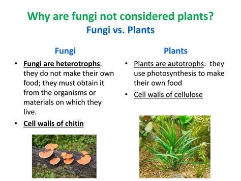 PPT - Kingdom Fungi PowerPoint Presentation, free download - ID:2373000