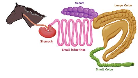 Diagram Of Horse Digestive System