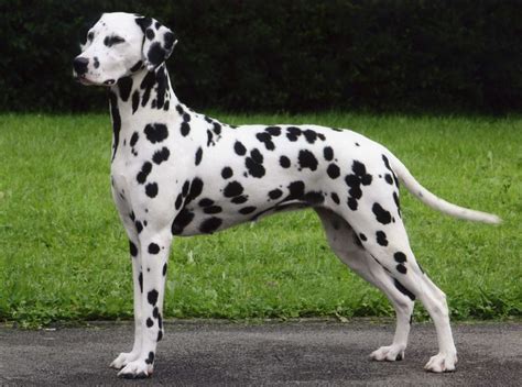 Dalmatian - Doglers