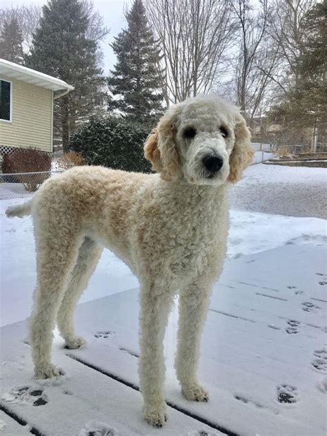 Leggy miss Penny the Standard Poodle | Poodle puppy standard, Poodle ...