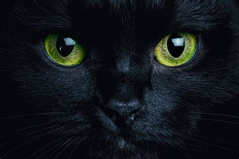 Black Cat Stock Photos, Pictures & Royalty-Free Images - iStock