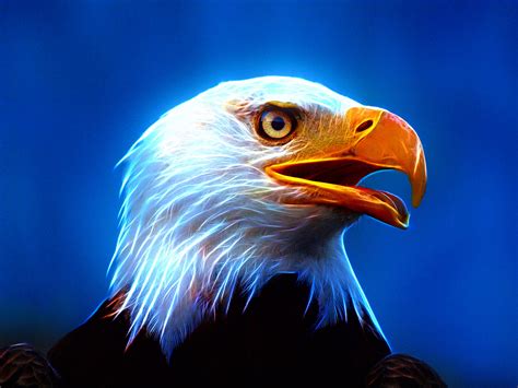 Eagle Desktop Wallpaper (73+ images)