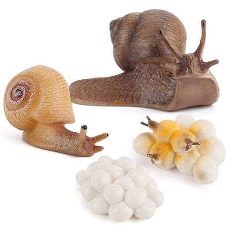 Buy Life Cycle Snail Figurines Set Life Cycle of Snail Toys Realistic ...