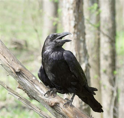 Featured Birds: Common Ravens