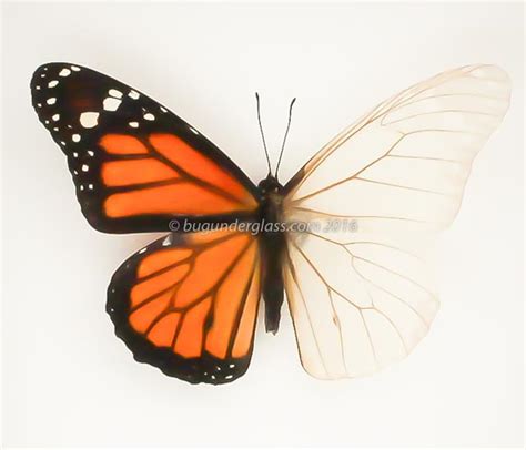 Butterfly Wing Structure and Function | BUG UNDER GLASS