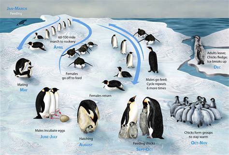 Life cycle of the Emperor Penguin : Aptenodytes forsteri