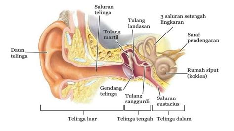 Bagian Telinga dan Fungsinya pada Manusia, Menakjubkan!