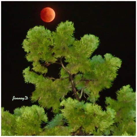 See it! Super Blue Moon eclipse photos | Human World | EarthSky