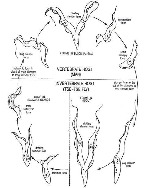 Life Cycle of Trypanosoma gambiense | Diagram - Swarborno