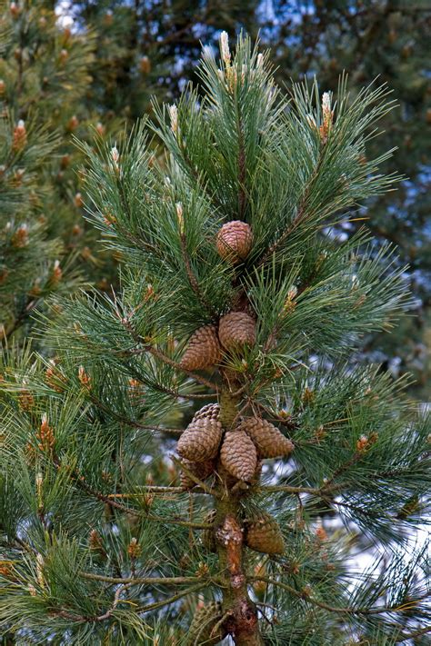 Fir Cones On Tree Free Stock Photo - Public Domain Pictures