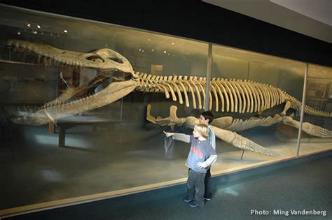 This is a fossil! It is a complete body of a Kronosaurus! - Julius Pearson